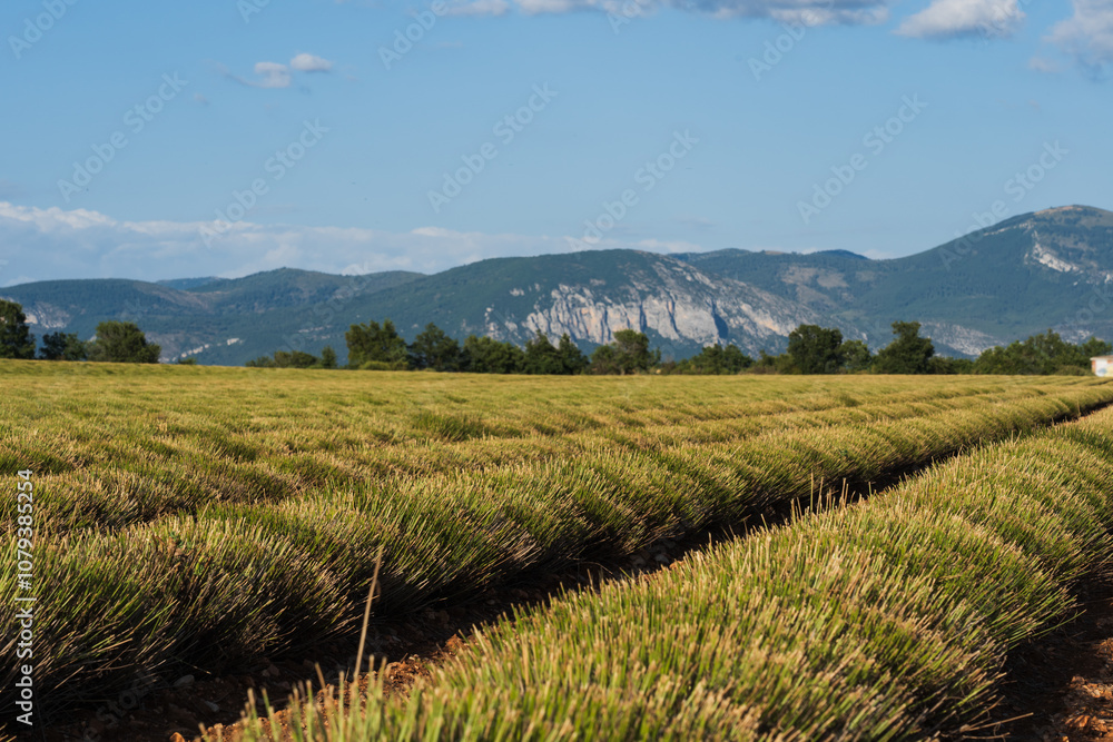 Fototapeta premium A field of harvested lavender in the mountains of southern France on a summer day.