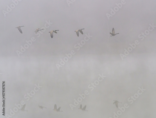 Birds of indiana