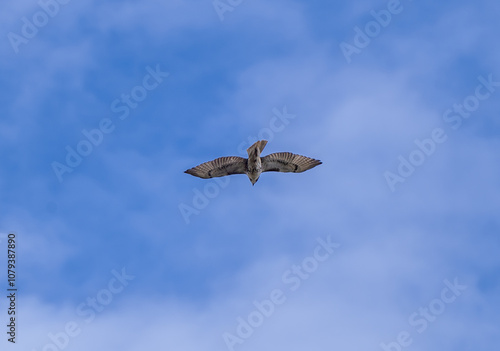 Birds of indiana