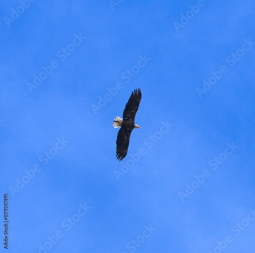 Birds of indiana