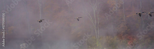 Birds of indiana