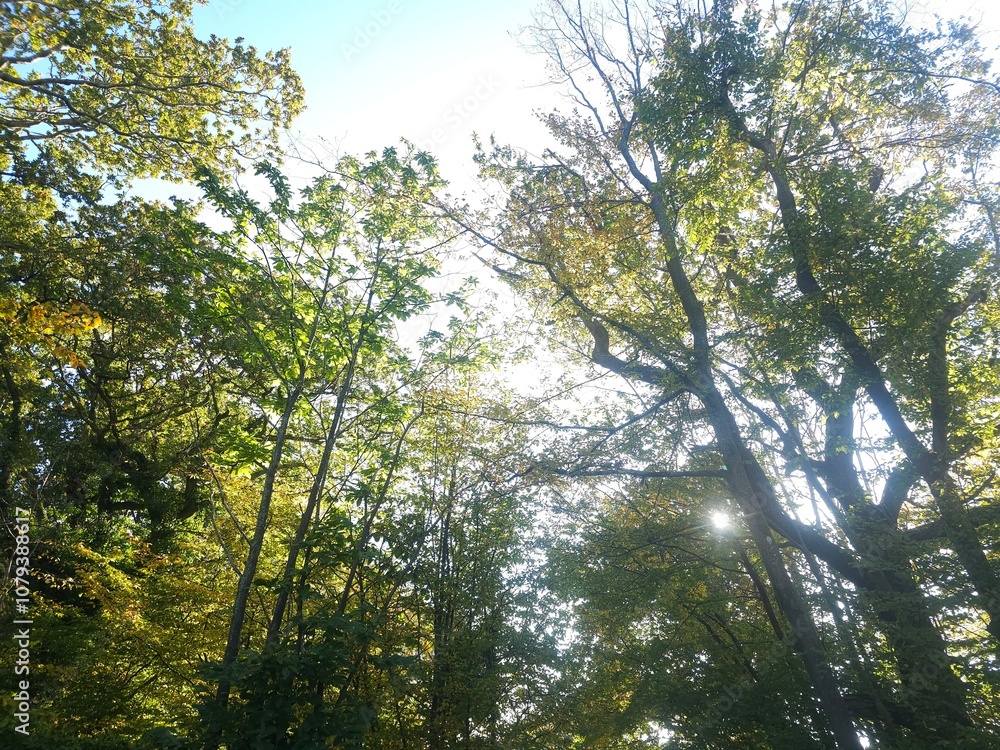 Fototapeta premium autumn colours of leaves on trees