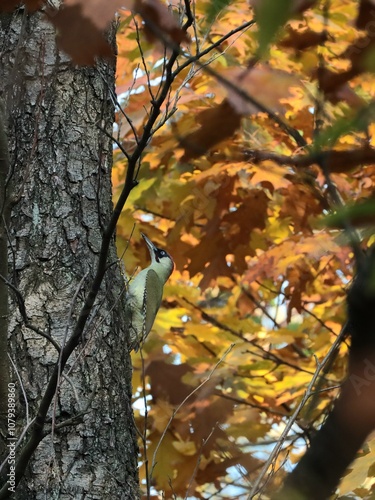 Yaffle (green woodpecker) on the tree photo