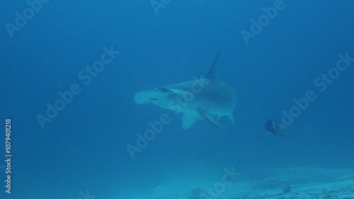 Wallpaper Mural Hammerhead Close up in Slow Motion Torontodigital.ca