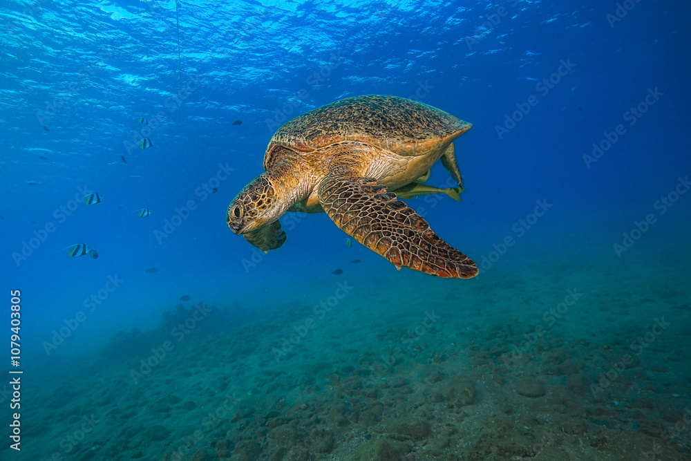 Fototapeta premium Green Sea Turtle (Chelonia mydas)