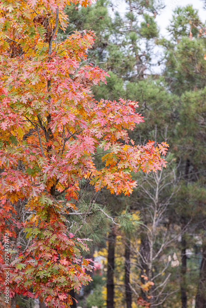 Autumn tree leaves. Quercus rubra, commonly called northern red oak or champion oak. Fall background. Autumn texture. Autumn tree leaves. Quercus rubra, commonly called northern red oak or champion oak. Fall background. Autumn texture.