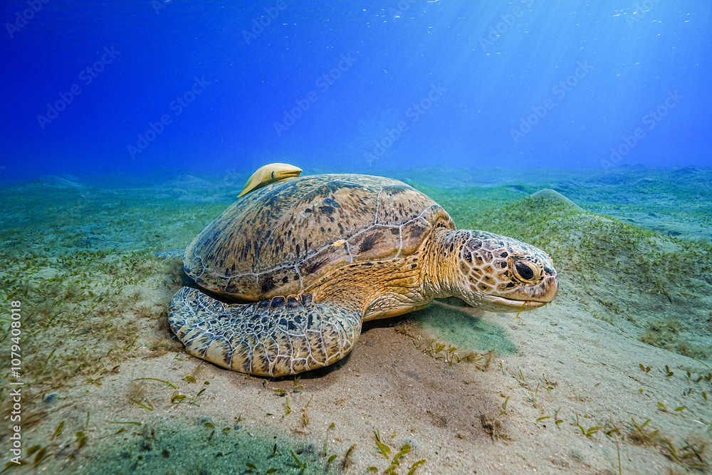 Obraz premium Green Sea Turtle (Chelonia mydas)