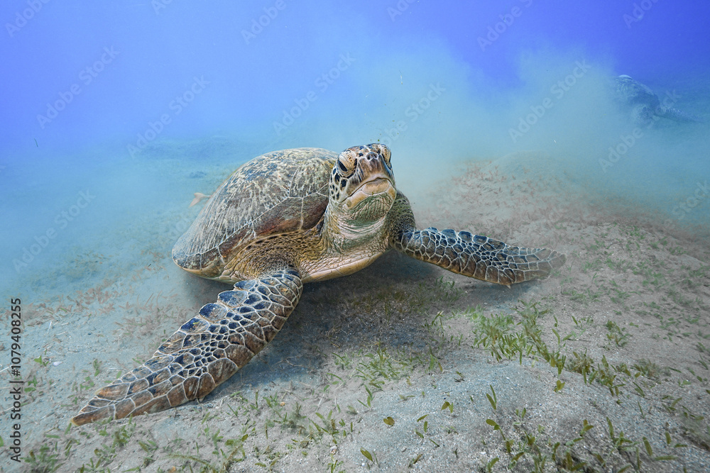 Obraz premium Green Sea Turtle (Chelonia mydas)