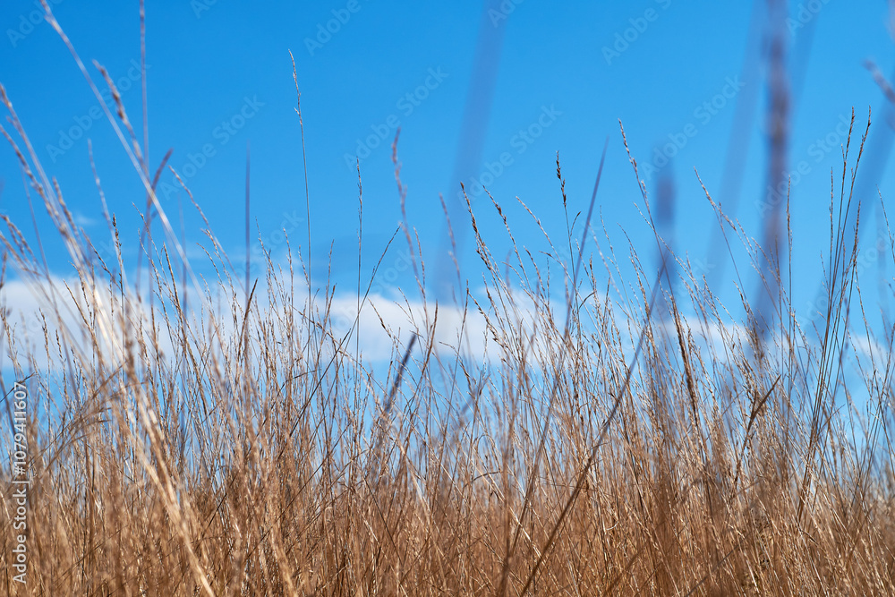 Obraz premium A serene landscape featuring tall golden grass under a clear blue sky.
