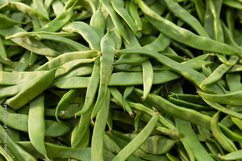 Abundance of raw green beans. Young, unripe pods of bean. Abundance of raw green beans. Young, unripe pods of bean.