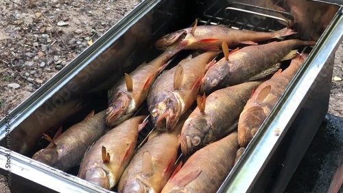 freshly prepared hot smoked perch in a smokehouse