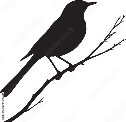 silhouette of bird on a branch