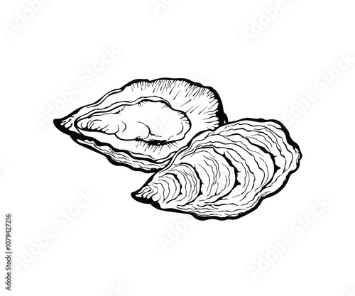Vector illustration of oysters