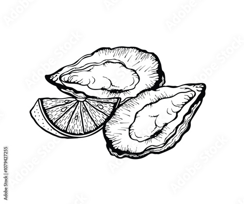 Vector illustration of oysters