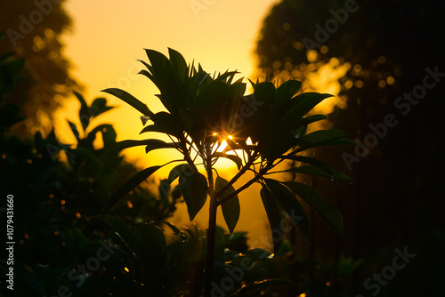 Morning sunlight rays through trees, Bright sunlight shines through the green leaves and branches of the trees, Sunrise sun flare background