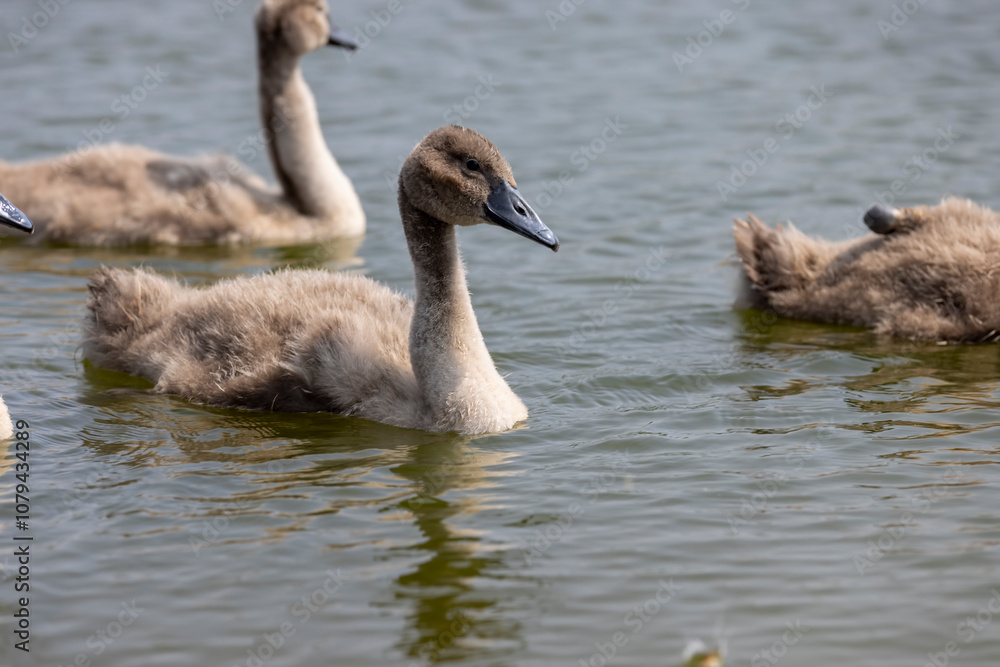 Fototapeta premium young white swans before plumage in spring