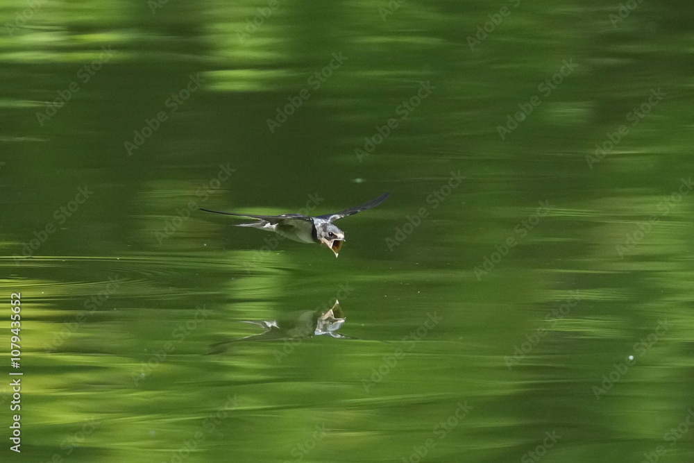 barn swallow in flight