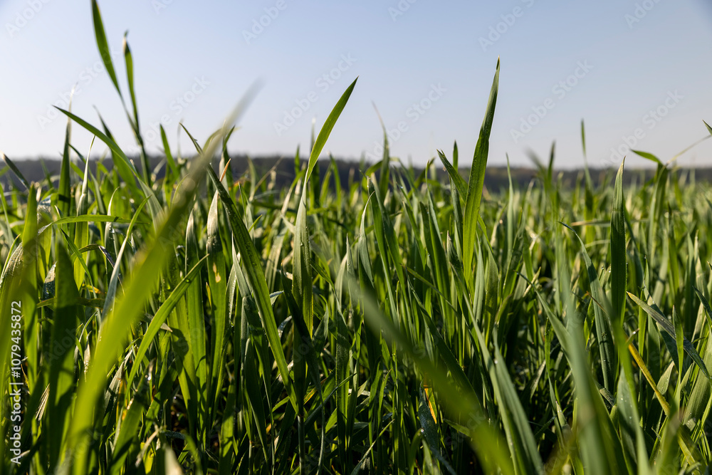 Obraz premium illuminated by sunlight green blades of cereal in spring