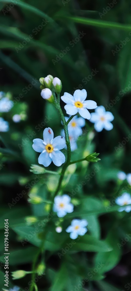 Blooming Forget-Me-Not Flowers in Nature Blooming Forget-Me-Not Flowers in Nature