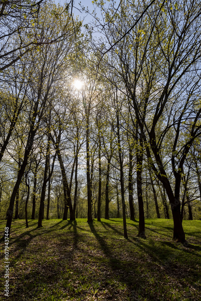 deciduous trees in the park in spring in sunny weather deciduous trees in the park in spring in sunny weather