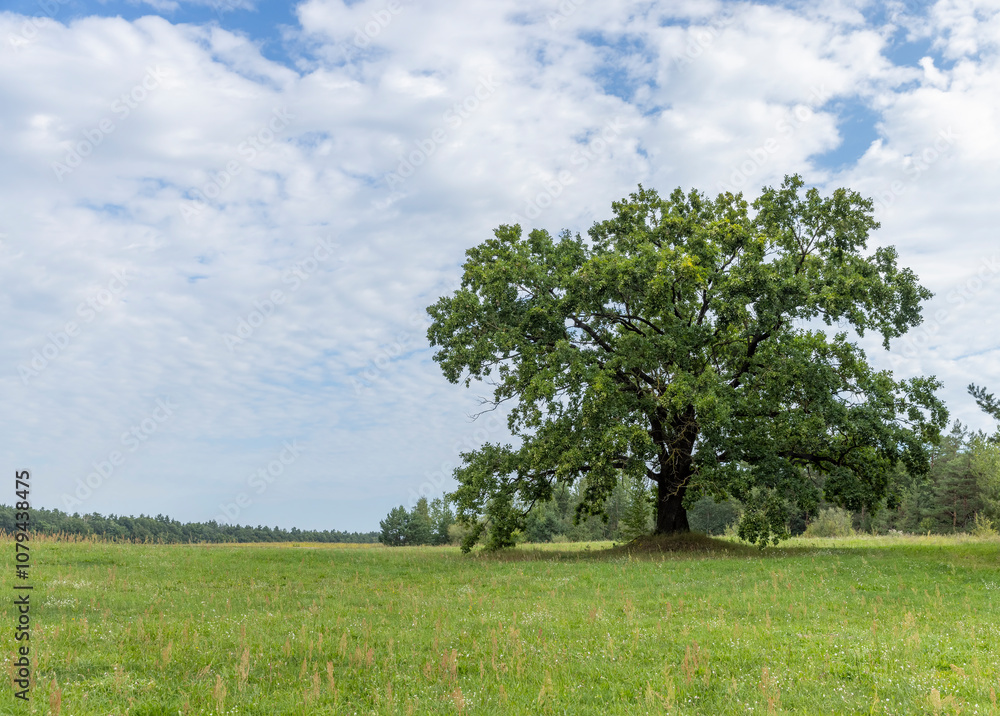 a lone oak tree growing in a field with green grass against a cloudy sky a lone oak tree growing in a field with green grass against a cloudy sky