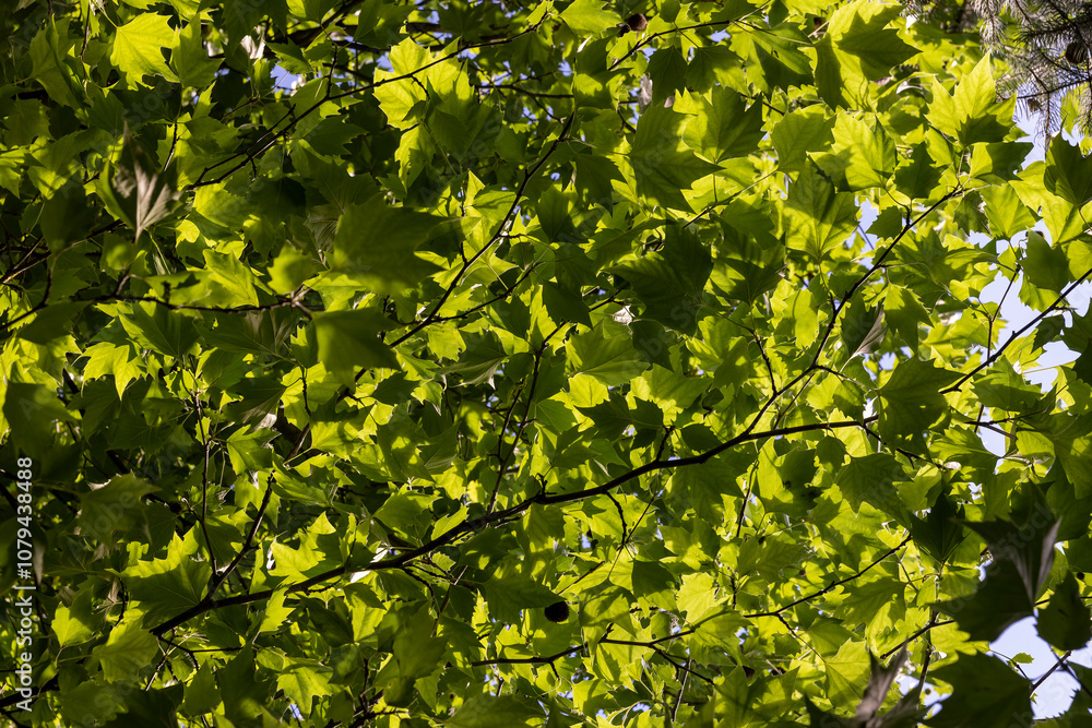 changing the color of the foliage of trees in the middle of summer changing the color of the foliage of trees in the middle of summer