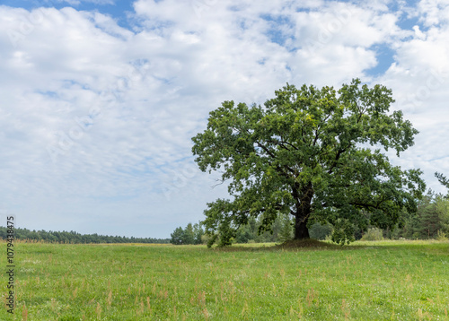 a lone oak tree growing in a field with green grass against a cloudy sky