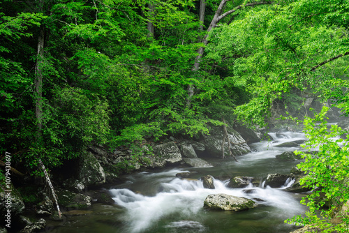 Spring trees in the Smokey Mountains 