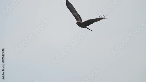 Wallpaper Mural black kite in flight Torontodigital.ca