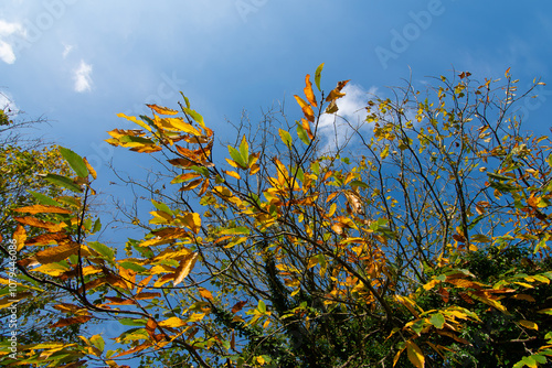 Jolis feuillages aux couleurs d'automne photo