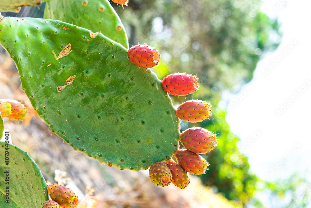Wild prickly pear pharmaceutical plant with ripened cactus fig fruit. Opuntia or ficus-indica cactus plant with medicinal antioxidant properties edible fruit Wild prickly pear pharmaceutical plant with ripened cactus fig fruit. Opuntia or ficus-indica cactus plant with medicinal antioxidant properties edible fruit
