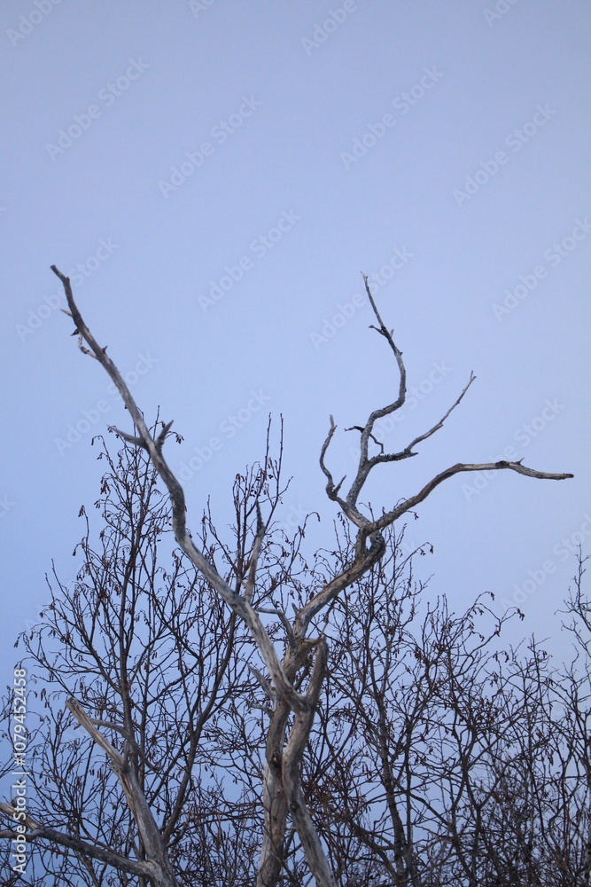 Winter landscapes in Norway showcase serene snowy mountains, icy fjords, and peaceful coastal views. Capturing the beauty of snow-covered trees, quiet roads, and glowing sunsets creates a sense of cal