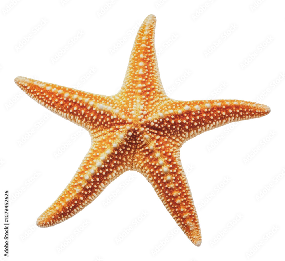 PNG Vibrant orange starfish resting on a sandy beach PNG Vibrant orange starfish resting on a sandy beach