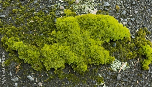 Obraz na płótnie green moss on asphalt surface w salonie