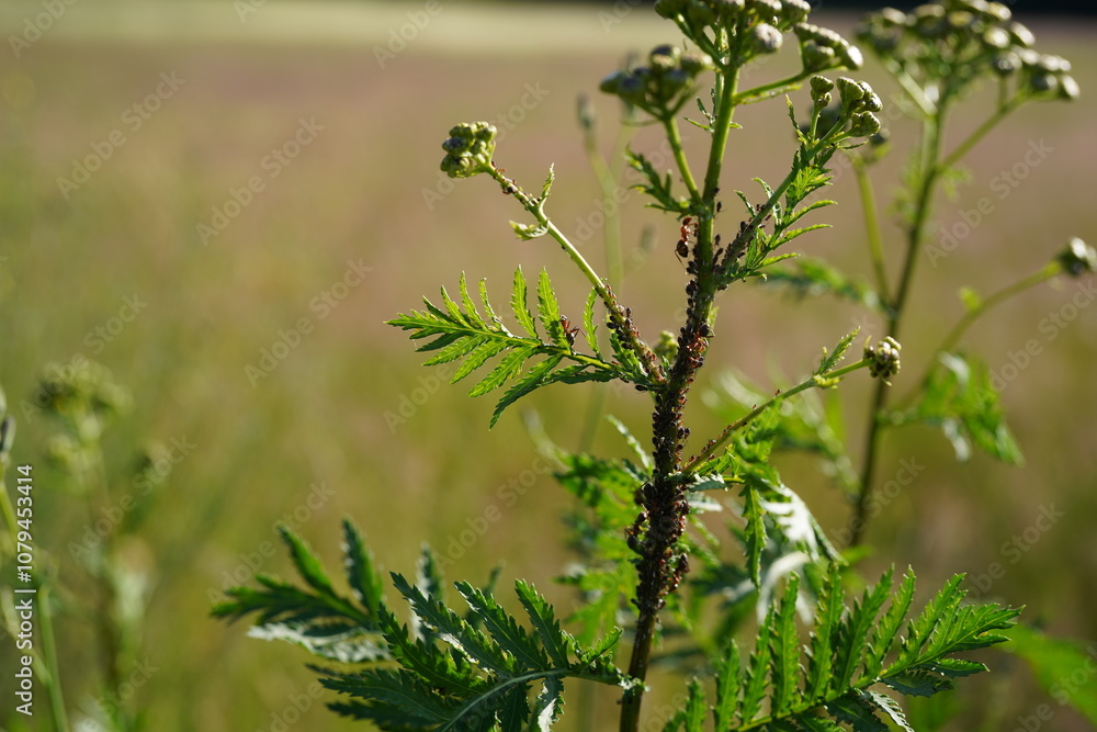 closeup image of vine louses (Aphidoidea) on a tansy plant closeup image of vine louses (Aphidoidea) on a tansy plant