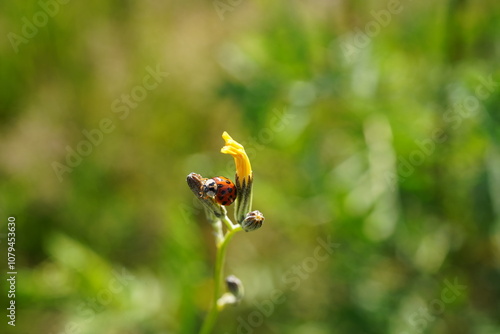 closeup of lady beetle sitting on a flower in a meadow