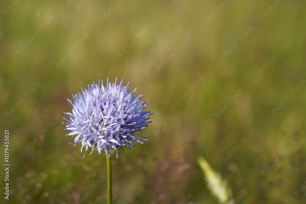 closeup of sheep's bit flower (Jasione montana) closeup of sheep's bit flower (Jasione montana)