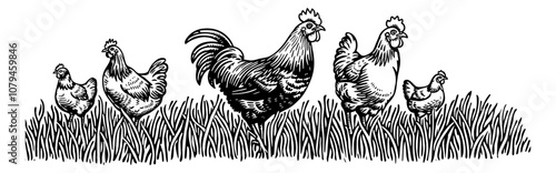 rooster hen chicken engraving black and white outline