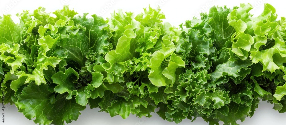 Obraz premium Close-Up of Fresh Green Lettuce