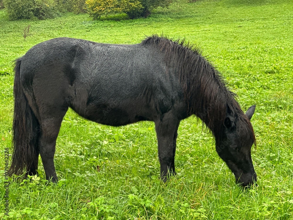 A black short horse with a long tail grazes on a green meadow A black short horse with a long tail grazes on a green meadow