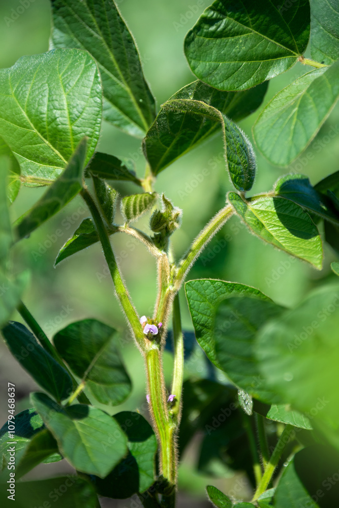 Soybean plant with leaves and flowers on an agricultural field. Selective focus. Soybean plant with leaves and flowers on an agricultural field. Selective focus.
