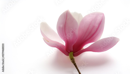 Fresh Magnolia flower isolated white