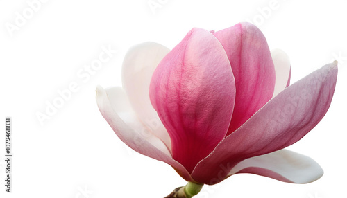 Fresh Magnolia flower isolated white