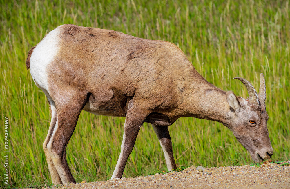 Bighorn sheep graze in the grasslands of Badlands National Park near Wall South Dakota Bighorn sheep graze in the grasslands of Badlands National Park near Wall South Dakota