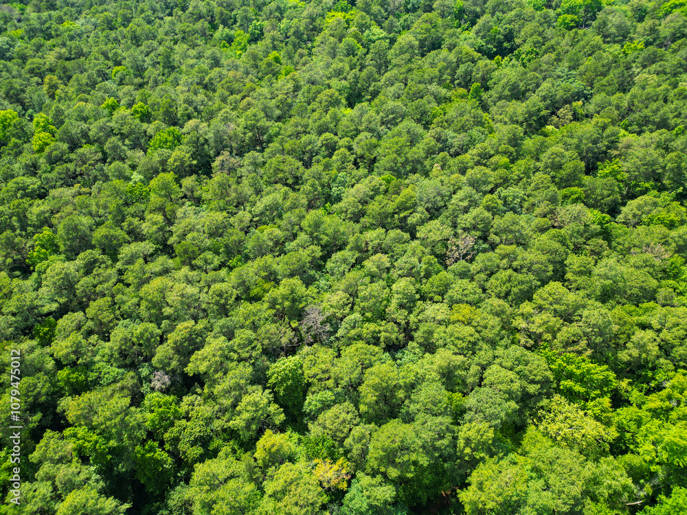Landscape of green forest. Summer forest. Scenic landscape of woodland. Aerial view of the forest. Aerial view green forest woods landscape in spring. Nature aerial view. Nature conservation Landscape of green forest. Summer forest. Scenic landscape of woodland. Aerial view of the forest. Aerial view green forest woods landscape in spring. Nature aerial view. Nature conservation