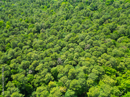 Landscape of green forest. Summer forest. Scenic landscape of woodland. Aerial view of the forest. Aerial view green forest woods landscape in spring. Nature aerial view. Nature conservation