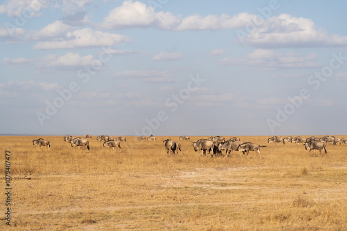 Wildebeest grazing in the grass with clouds in the blue sky