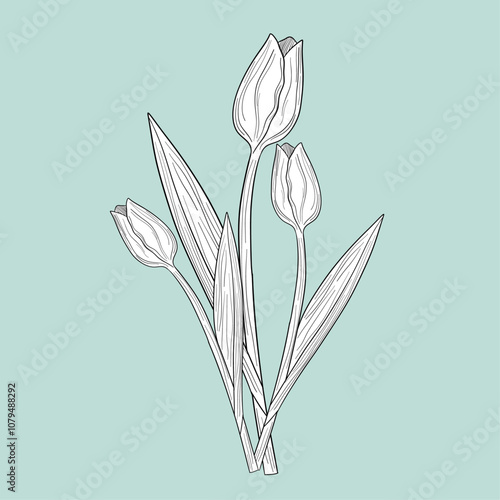 Hand drawn blooming flowers bouquet spring flower tulip outline 