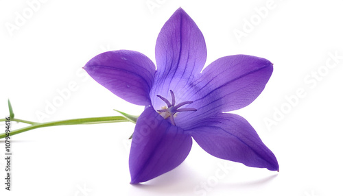 Fresh Bluebell flower isolated white