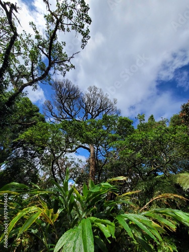 trees and clouds